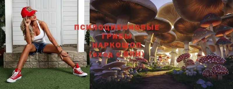 где найти наркотики  Теберда  Галлюциногенные грибы Magic Shrooms 